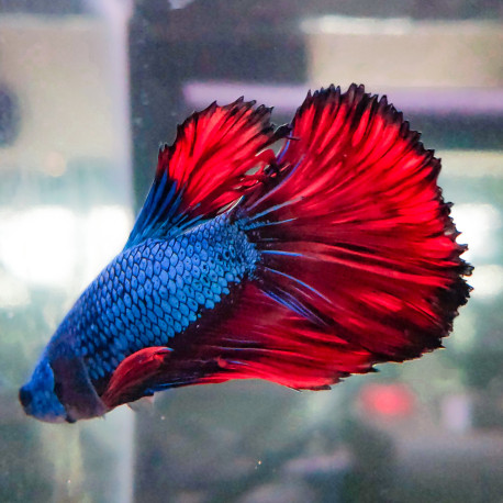 Betta Half Moon WYSIWYG Betta Half Moon WYSIWYG
