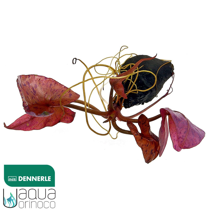 Nymphaea lotus bulbo rojo Dennerle
