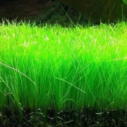 Eleocharis sp. mini Eleocharis sp. mini