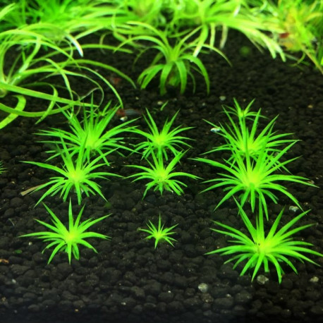 Eriocaulon sp. 'Dong Ha' Eriocaulon sp. 'Dong Ha'