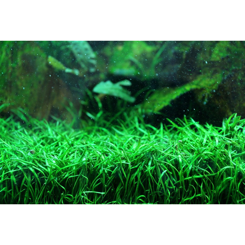 Lilaeopsis novae-zelandiae Alfombra 16*11cm