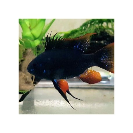 Mikrogeophagus ramirezi Black Knight