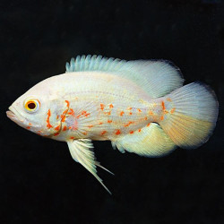 Oscar Albino - Astronotus ocellatus Oscar Albino - Astronotus ocellatus