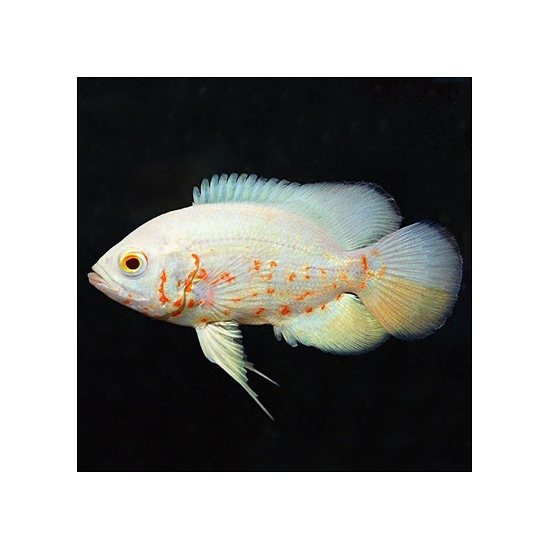 Oscar Albino - Astronotus ocellatus