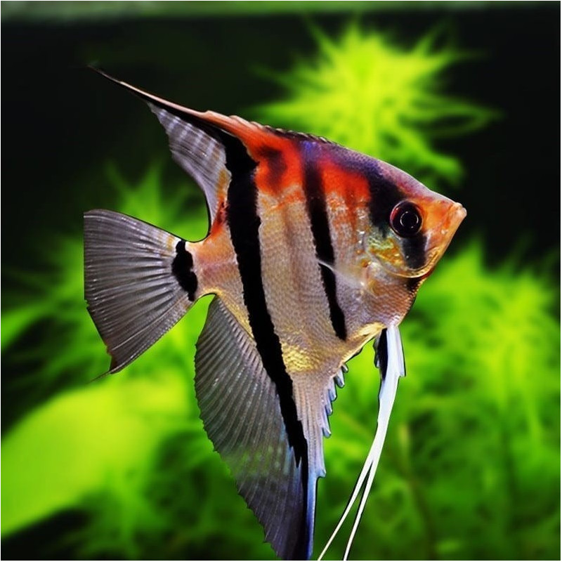 Escalar Manacapuru Red - Pterophyllum scalare Escalar Manacapuru Red - Pterophyllum scalare