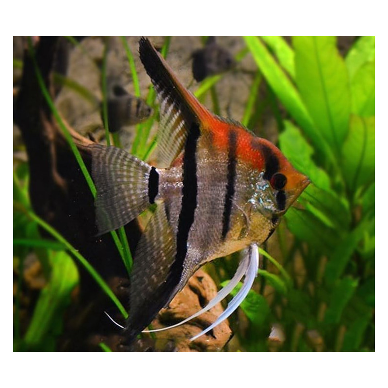 Escalar Manacapuru Red - Pterophyllum scalare Escalar Manacapuru Red - Pterophyllum scalare