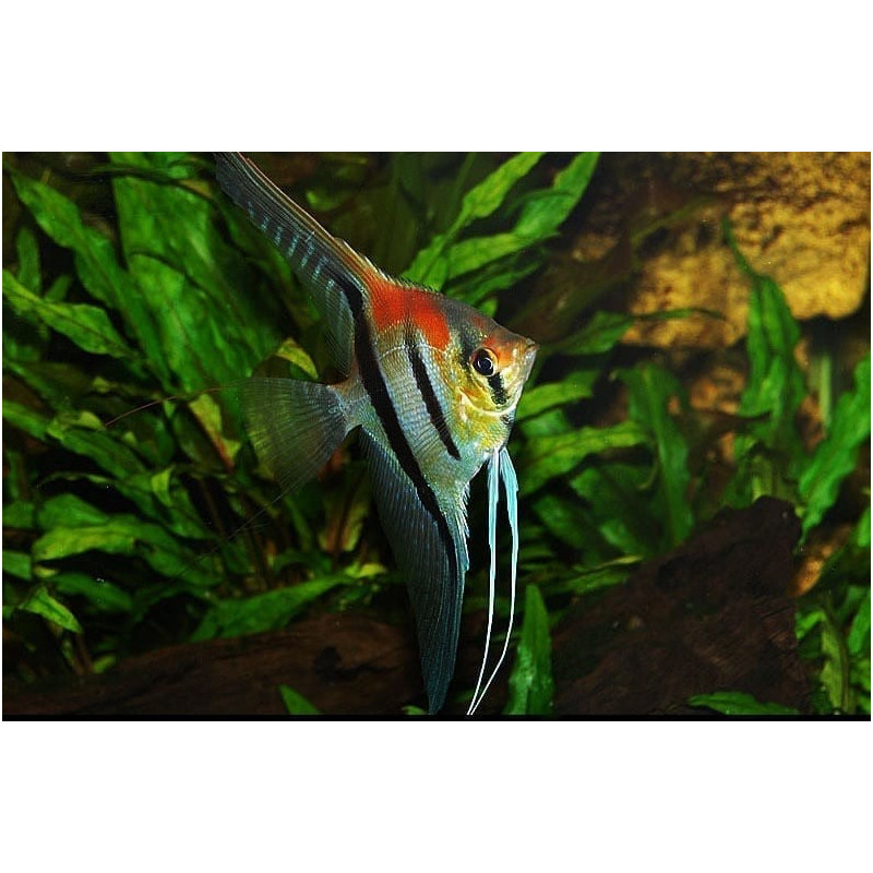 Escalar Manacapuru Red - Pterophyllum scalare Escalar Manacapuru Red - Pterophyllum scalare