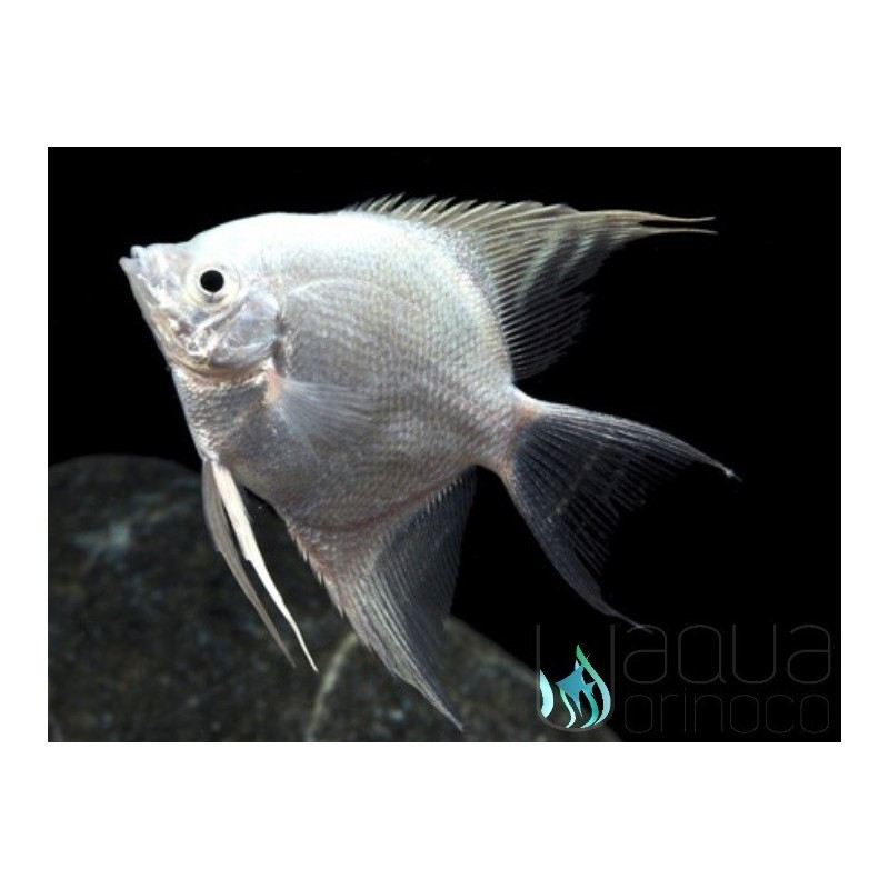 Escalar Silver Platinum Diamond 3-3.5 - Pterophyllum scalare