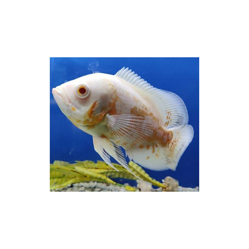 Oscar Albino - Astronotus ocellatus Oscar Albino - Astronotus ocellatus