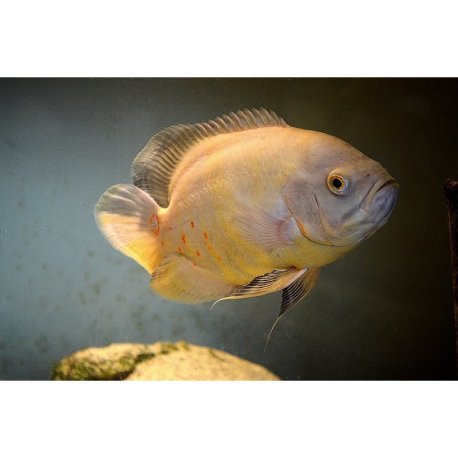 Oscar Albino - Astronotus ocellatus