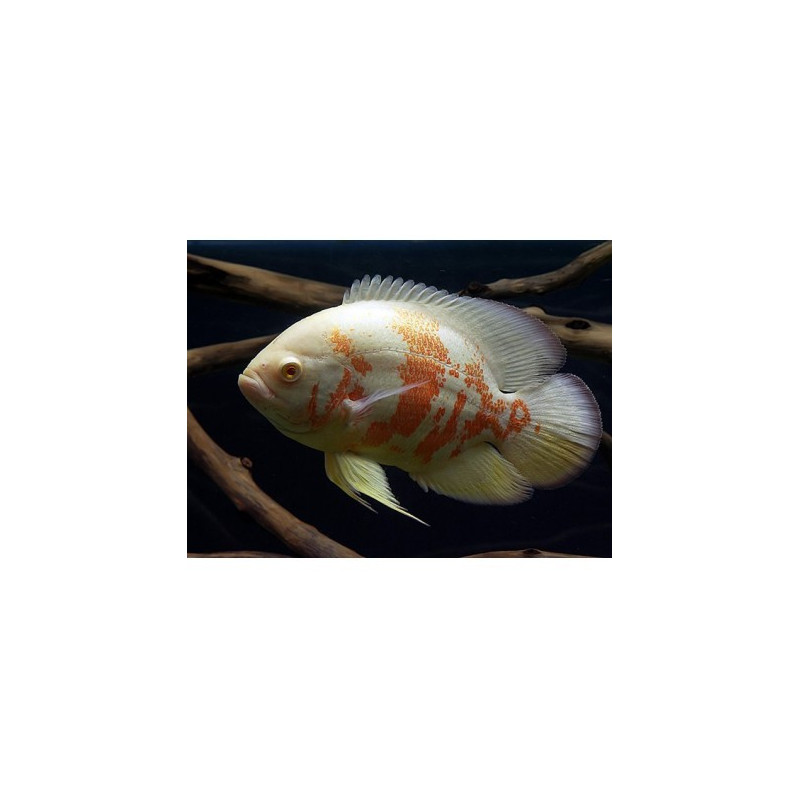 Oscar Albino Tigre - Astronotus ocellatus