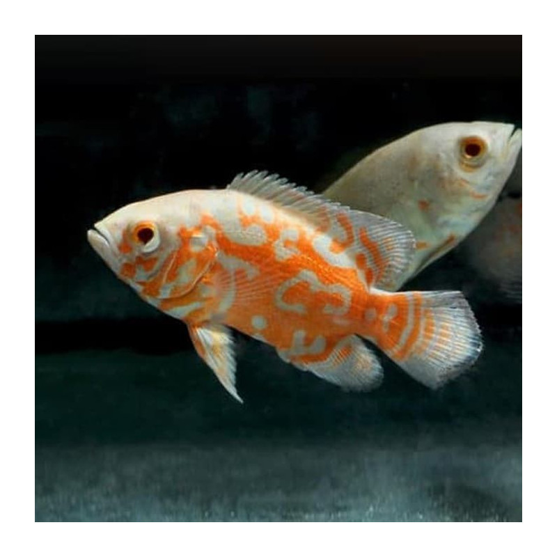 Oscar Albino Tigre - Astronotus ocellatus