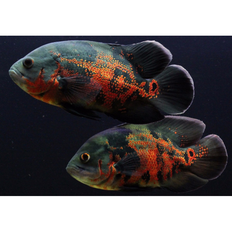 Oscar Albino - Astronotus ocellatus Oscar Albino - Astronotus ocellatus