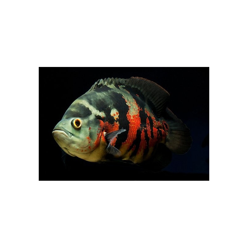 Oscar Albino - Astronotus ocellatus Oscar Albino - Astronotus ocellatus