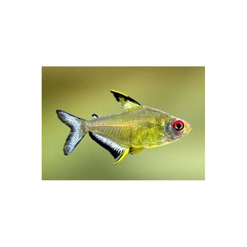 Tetra Limão Peq. - Hyphessobrycon pulchripinnis