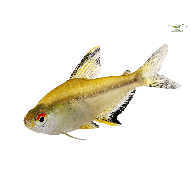 Tetra Limão Small - Hyphessobrycon pulchripinnis