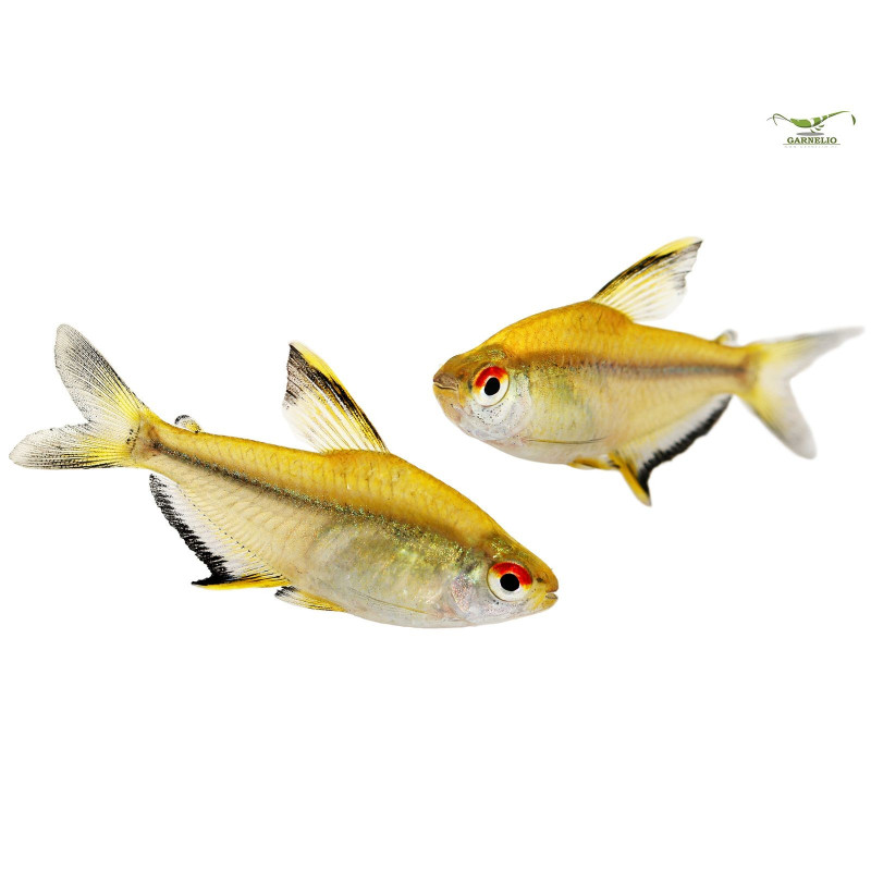 Tetra Limão Peq. - Hyphessobrycon pulchripinnis