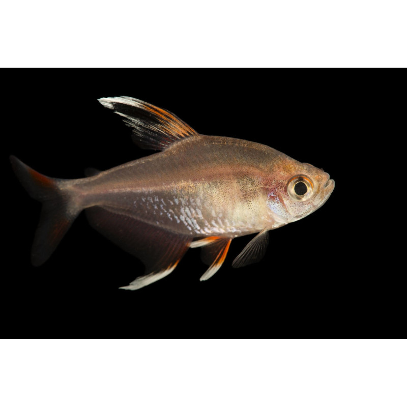 Tetra Bentosi - Hyphessobrycon bentosi