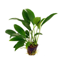 Anubias barteri var. angustifolia Anubias barteri var. angustifolia