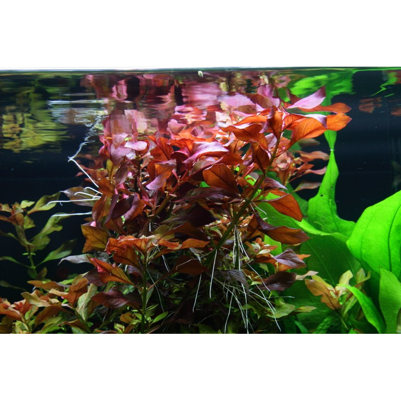 Ludwigia repens 'Mesakana'