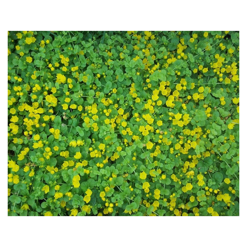Lysimachia nummularia Lysimachia nummularia