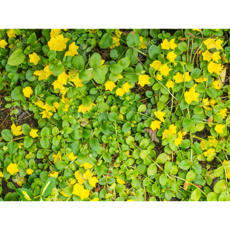 Lysimachia nummularia Lysimachia nummularia