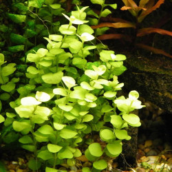 Lysimachia nummularia Lysimachia nummularia