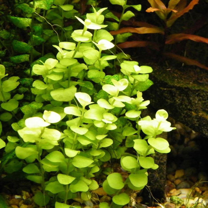 Lysimachia nummularia Lysimachia nummularia