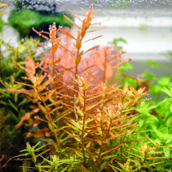 Rotala rotundifolia 'Orange Juice'