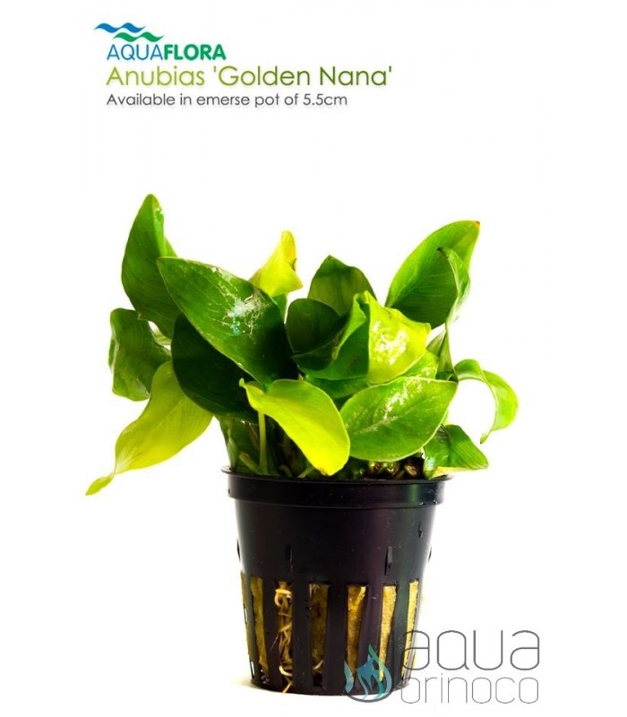 Anubias Golden Nana