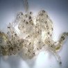White Mosquito Larvae - Comida Viva 180mL