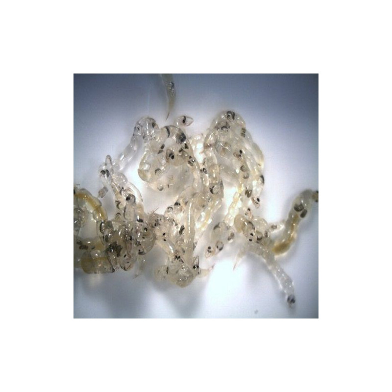 White Mosquito Larvae - Comida Viva 180mL