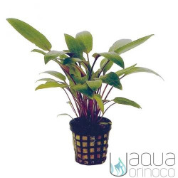 Cryptocoryne becketi Cryptocoryne becketi