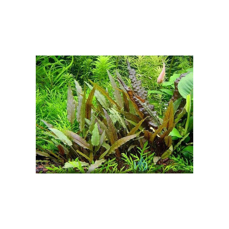 Cryptocoryne becketi