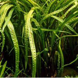 Cryptocoryne crispatula var balansae Cryptocoryne crispatula var balansae