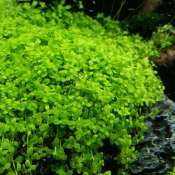 Especificación de micranthemum. Monte Carlo Especificación de micranthemum. Monte Carlo