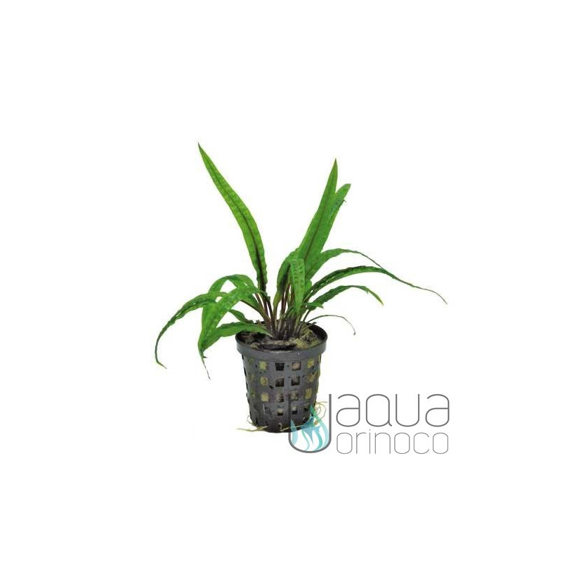 Cryptocoryne crispatula var balansae