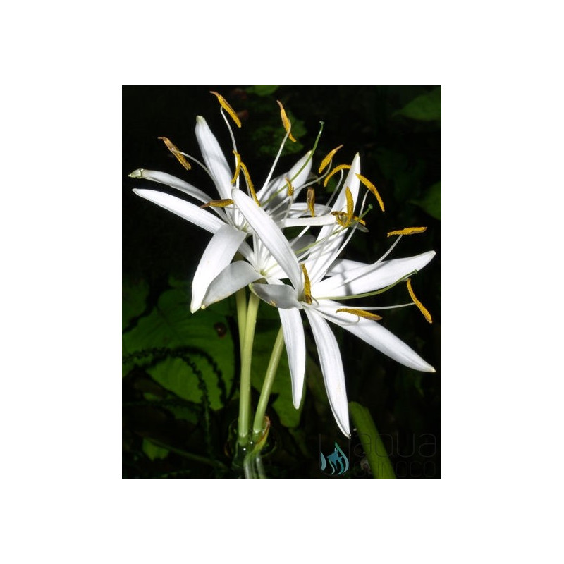 Crinum calamistratum Bulb