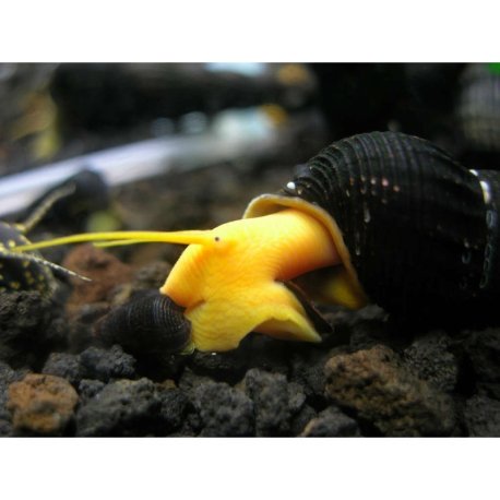 Tylomelania sp. Yellow Rabit Snail