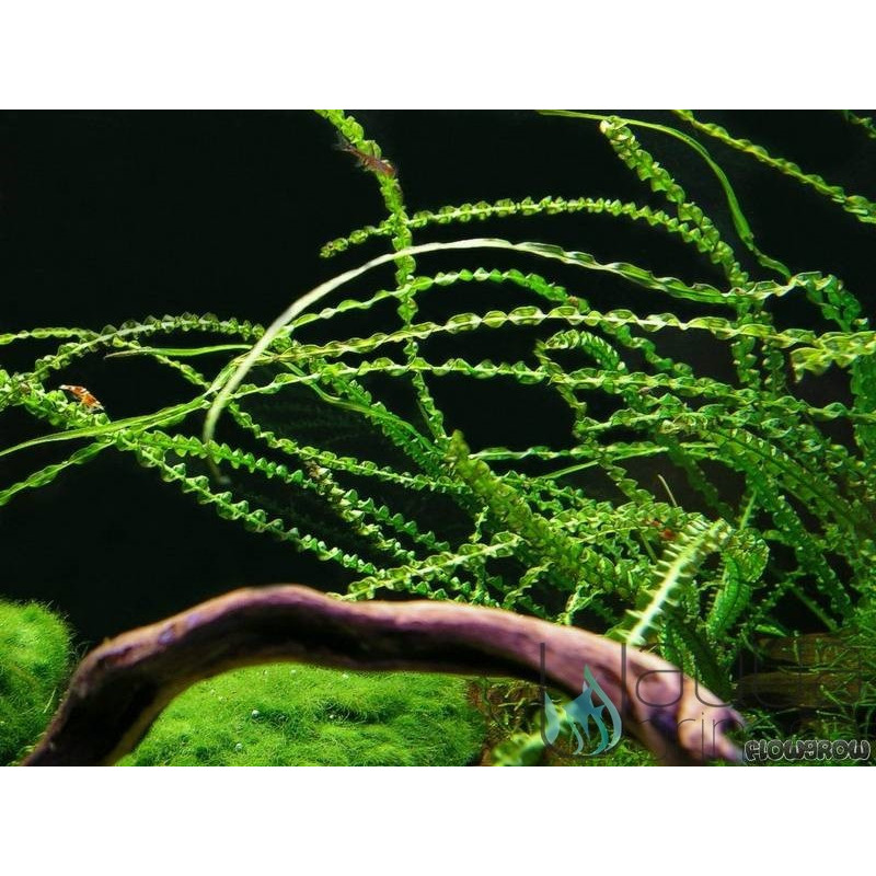 Bulbo de Crinum calamistratum