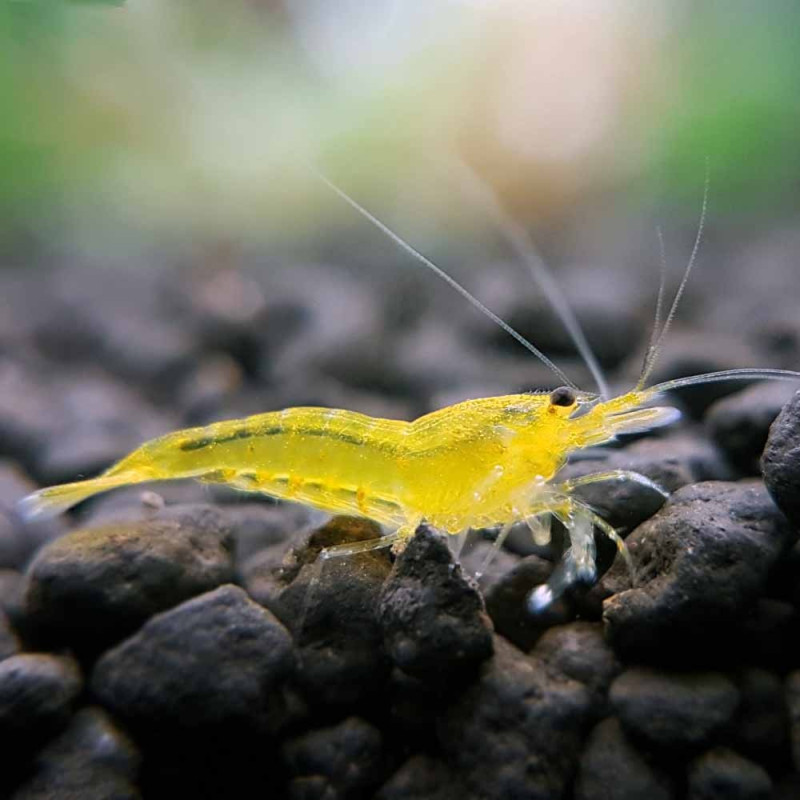 5x Caridina Yellow King Kong