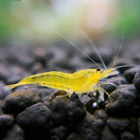 Caridina Yellow King Kong Caridina Yellow King Kong