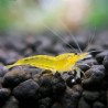 Caridina Yellow King Kong