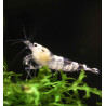 Neocaridina White Bee