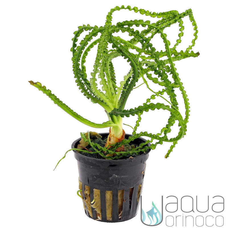 Bulbo de Crinum calamistratum