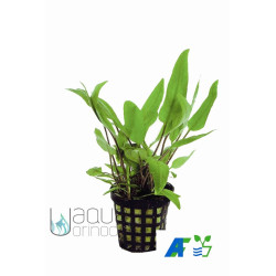 Cryptocoryne undulatus Kasselman Cryptocoryne undulatus Kasselman
