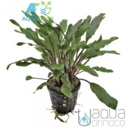 Cryptocoryne undulatus Green Cryptocoryne undulatus Green