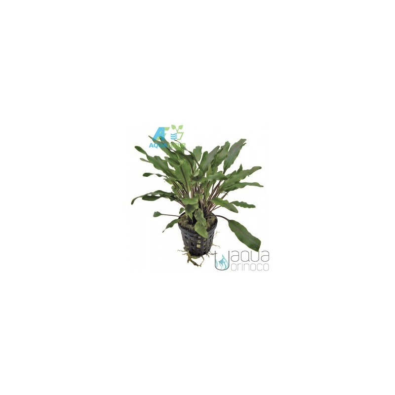 Cryptocoryne undulatus Green