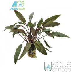 Cryptocoryne undulatus Brown Cryptocoryne undulatus Brown