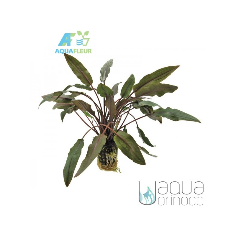 Cryptocoryne undulatus Brown